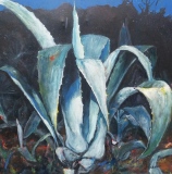 Agave bleue - VEGETAL