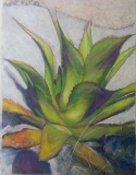 Agave verte - VEGETAL