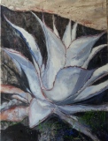 Agave blanche INDISPO - VEGETAL